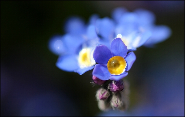 Eye of Nature