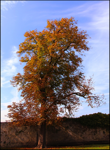 Lonely Tree