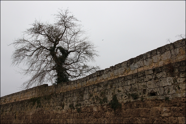 Lonely Tree