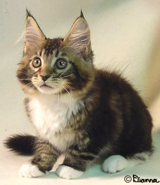 Maine Coon Kitten