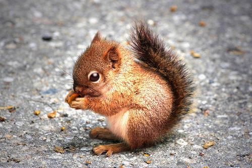 Red_Pacifyer_Squirrel_by_hyperwittlebunny