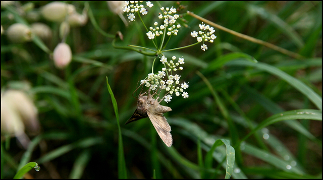 Schmetterling