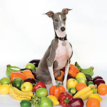 Shellac-ExcellentItalianGreyhound