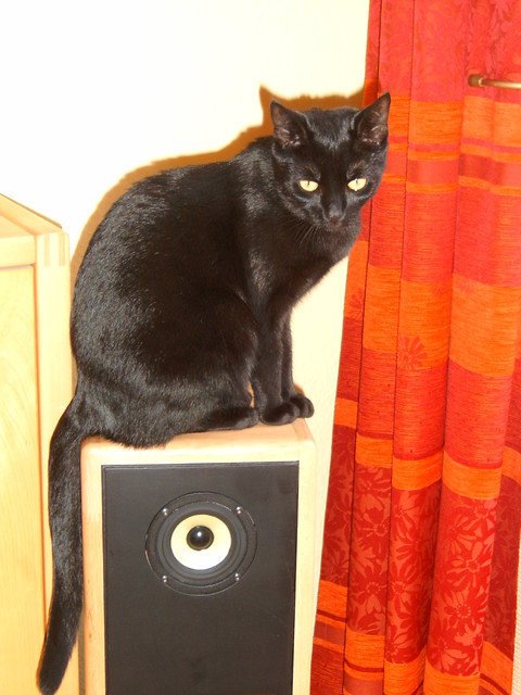 Sam Und Katzen