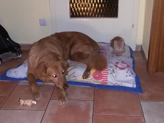 Sam Und Katzen