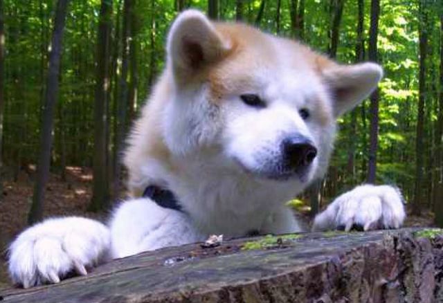 Dambaum1 625154MUELL