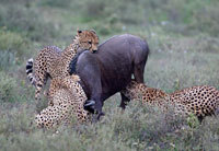 Cheetas Killing Wildebeest