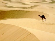 Camel Lonely