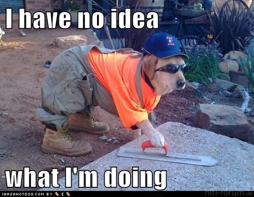 5e0c0_funny-dog-pictures-i-have-no-idea-what-im-doing