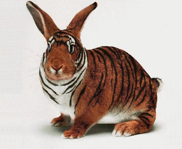 BengalRabbit-TigerBunny-Closeup
