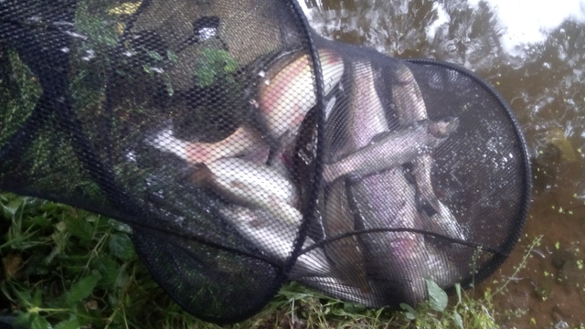 IMG 20160821 155559 5