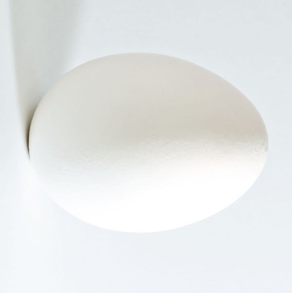 600px White Chicken Egg Square