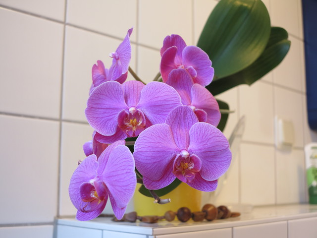 Pink Orchid