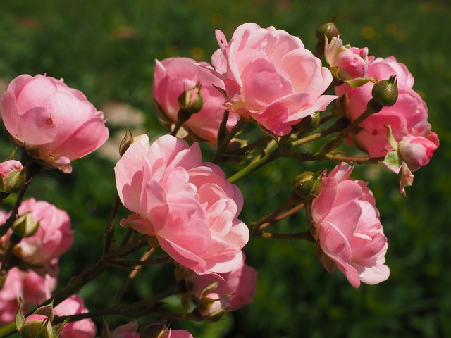 Roses 2117370 1280