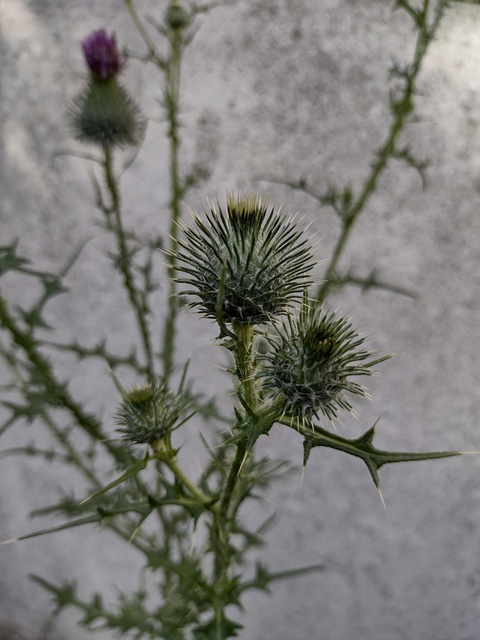 Silberdistel