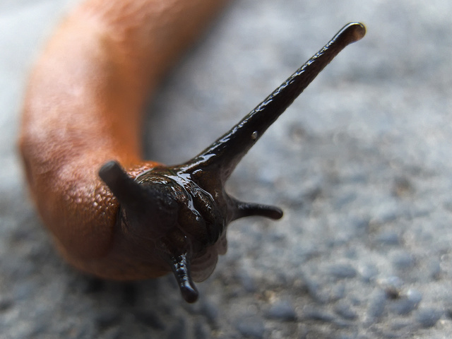 Nacktschnecke