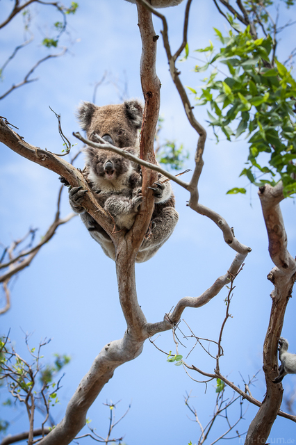 Koala Mit Baby