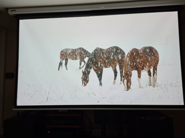 Pferde im Schnee HDR10 4000 Nits Sony XW7000