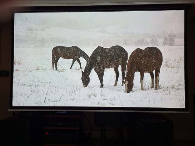 Testbild Pferde im Schnee DV 10.000 Nits
