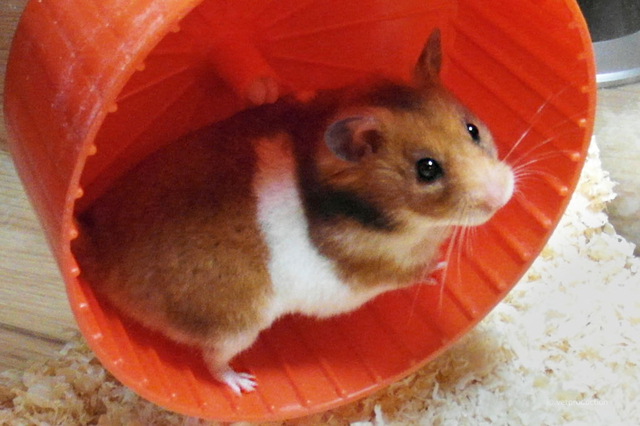 Vet01212 Hamster
