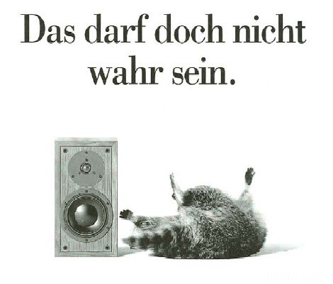 Knut Der Dynaudio Waschbär 123293