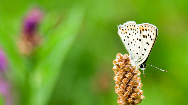 Schmetterling Makro