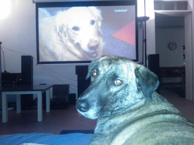 Einsfestival Hunde TV