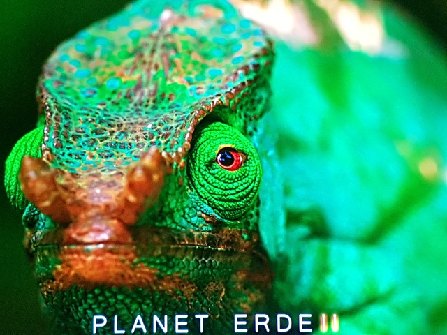 Planet Erde II Chamäleon