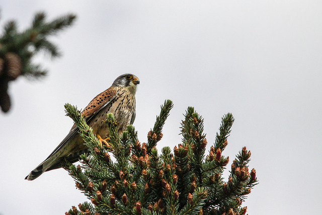 13946652641 A3190d3928 C