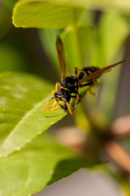 Wasp