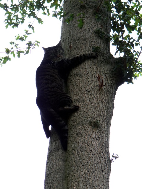 Die Katze des Nachbarn