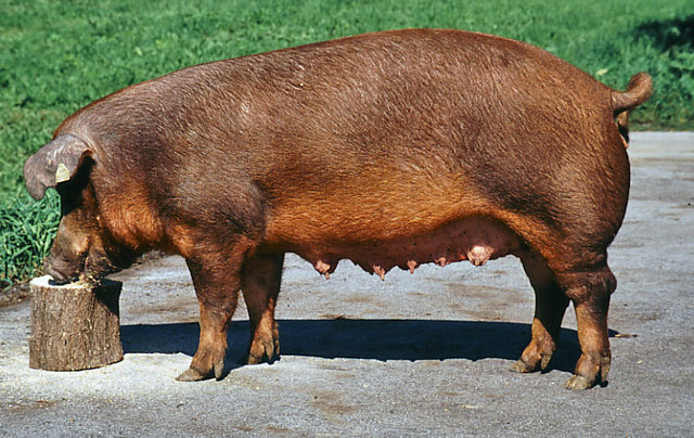 Duroc