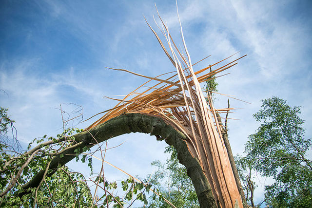 Sturmschäden Im Schellenberger Wald In Essen