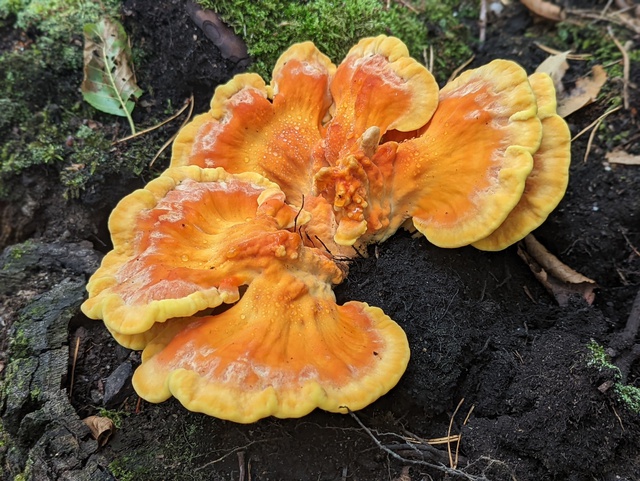 PXL 20220819 132547731 PORTRAIT