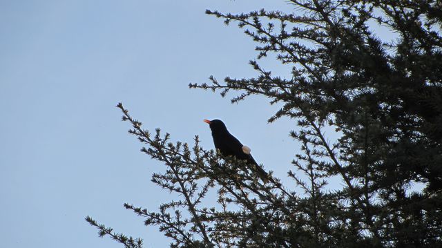 Amsel 1