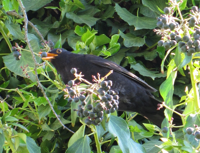 Amsel_2