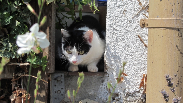 Kater Heute 1