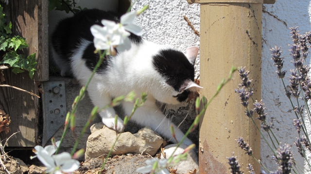 Kater Heute 2