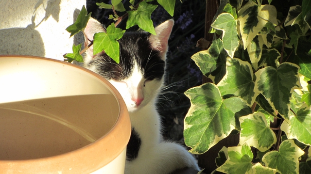 Kater in der Sonne