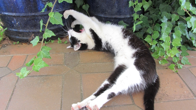 Katze Chillt 4