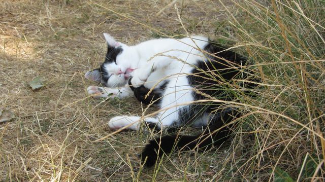 Katze Im Schatten 1