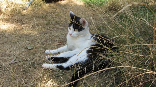 Katze Im Schatten 2