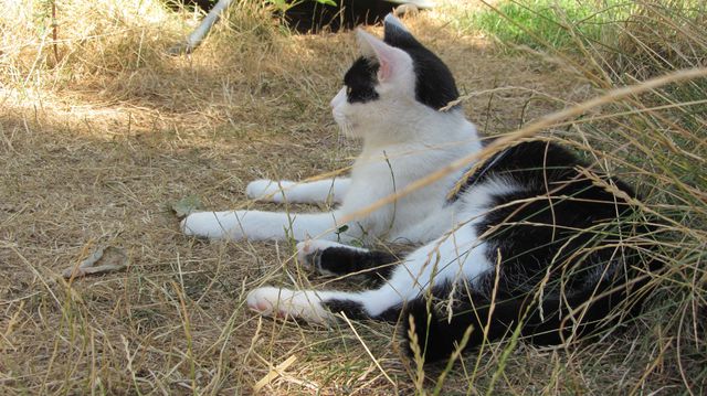 Katze Im Schatten 3