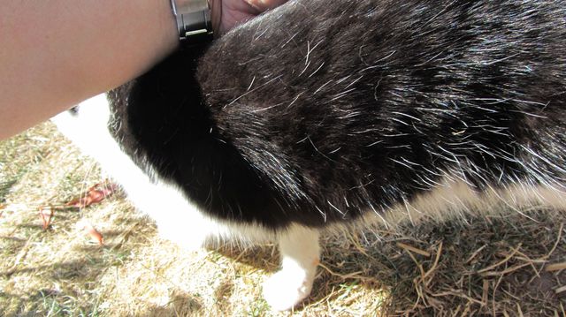 Katze Im Schatten 4