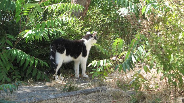 Katze Im Schatten 5