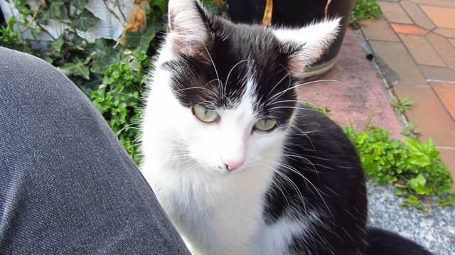 Katze Treppe 1