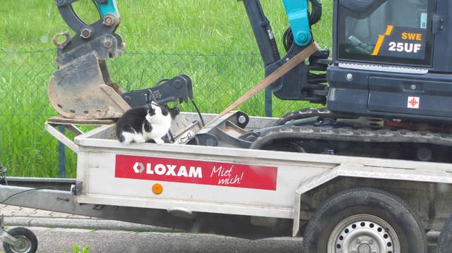 Katze Und Bagger 1
