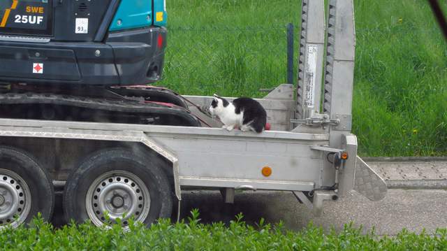 Katze Und Bagger 2