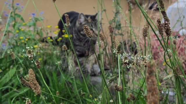 Katze Wespen 2