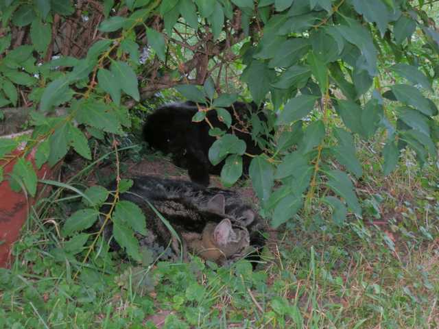 Katzen im Schatten